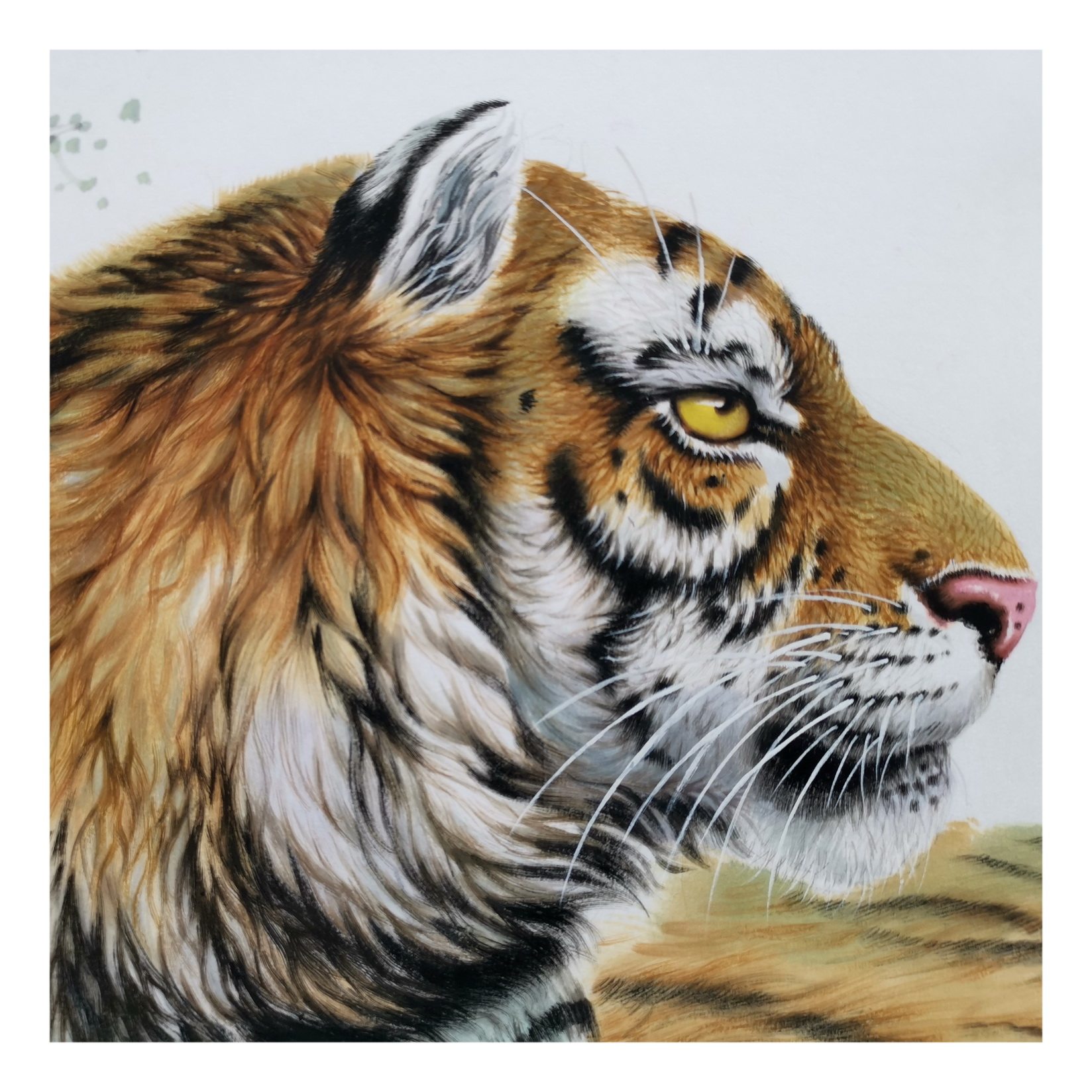 【新品】视频看货 朝鲜画 金哲雄《虎》白虎创作社