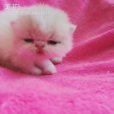 加菲猫宝宝小猫