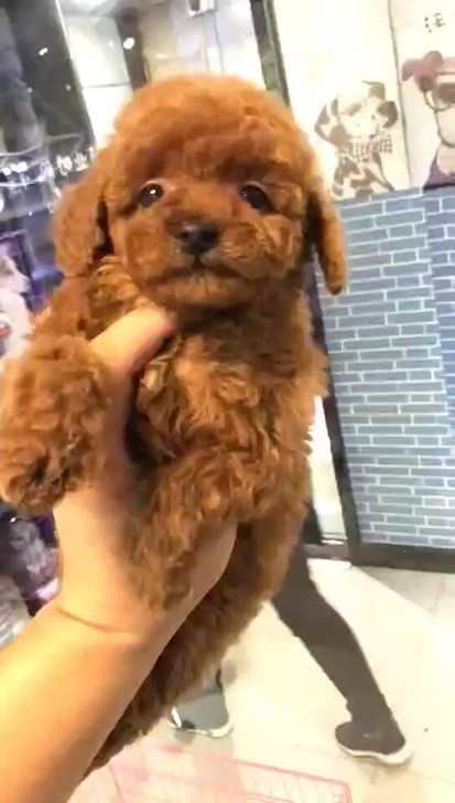 温州出售纯种泰迪幼犬温州小型犬袖珍宠物狗狗活体贵宾泰迪犬