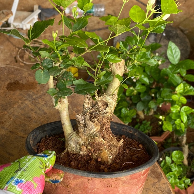 重瓣茉莉花老桩盆景