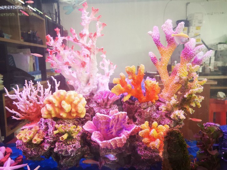 鱼缸假山珊瑚造景水族箱仿真海水装饰贝壳假水草珊瑚礁水景套餐