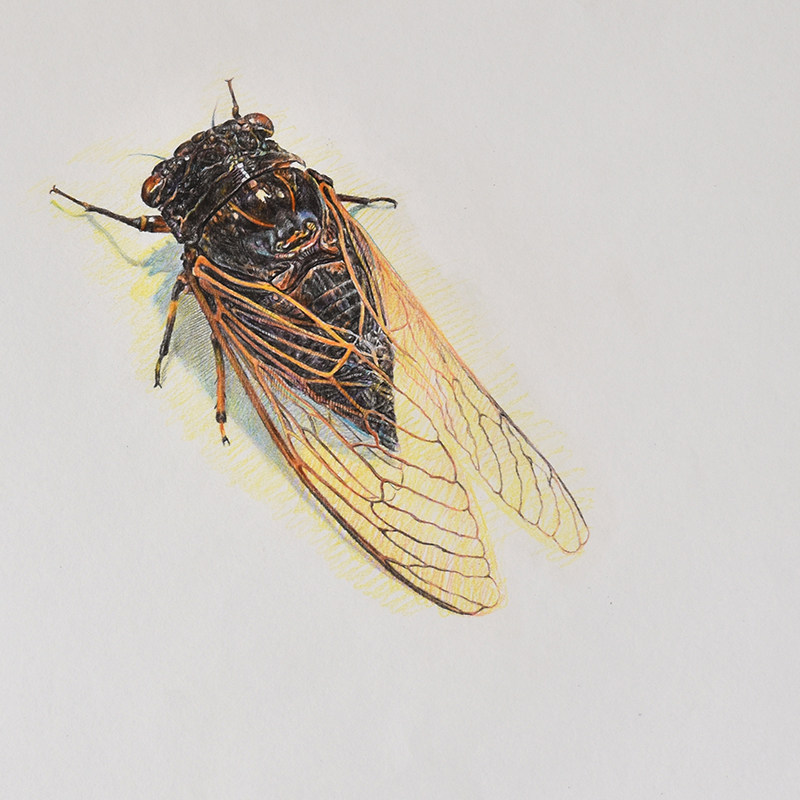 邸耀宗 蝉 手绘 纸本素描