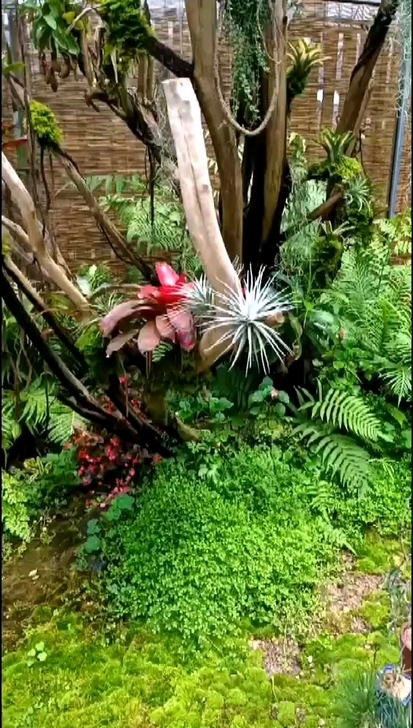 雨林造景盆景草缸水陆植被假山干枝仿真榕树园林景观