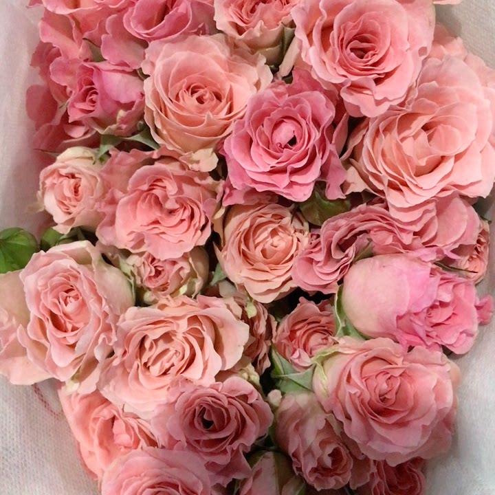 人鱼公主多头玫瑰1把10支左右2个单包邮普通地区周期订阅鲜花