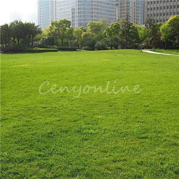 1000g Seeds / bag Tall Fescue Grass Seed ( Festuca在类目 ZIPPO/瑞士军刀/眼镜, 酒具中 - 来自Buy2taobao.com提供专业的淘宝代购服务