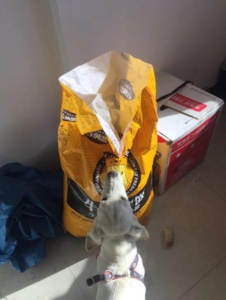 已经入手说说NOBLER狗粮到底怎么样呀?