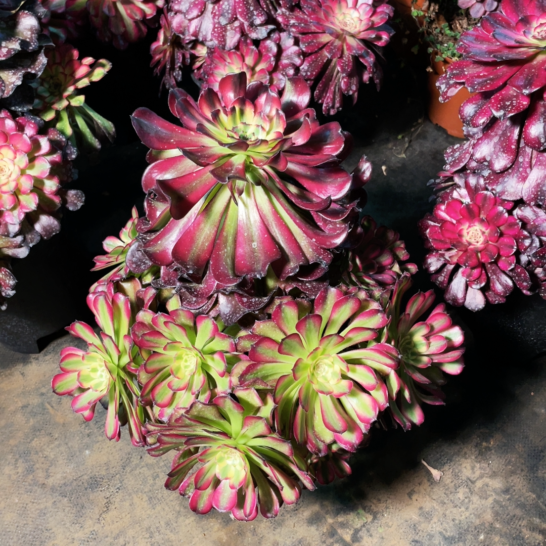 云南法师锦清棚舞天姬变异阴阳