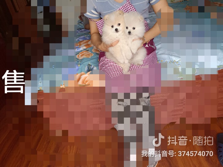 出售可爱博美犬，一公白色，一母奶油色，已驱虫和打防疫针，健康