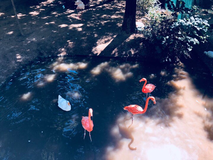 出租温泉明珠一楼带院