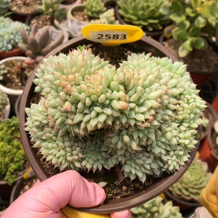 2583tp蒂比缀化整桩    28冷链包邮非偏远晾7天