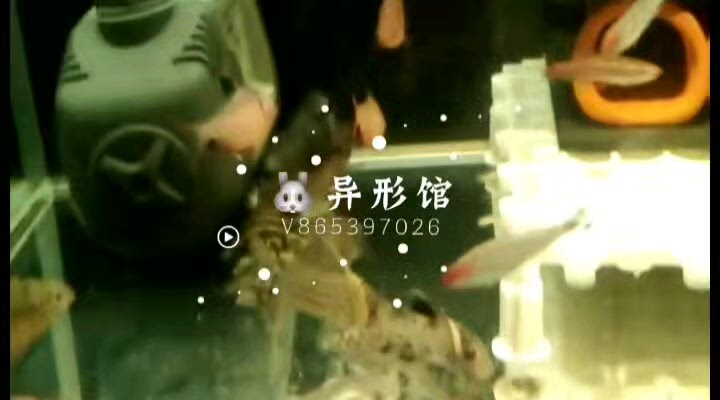 玻利维亚荷兰草凤凰球金蓝波子球短鲷迷你热带淡水观赏鱼