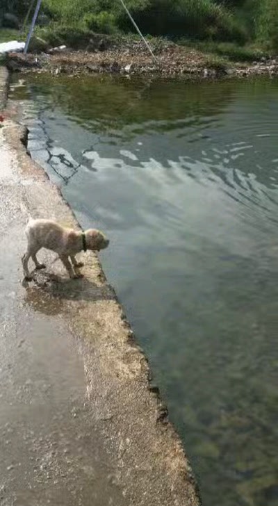 母拉布拉多幼犬 边牧