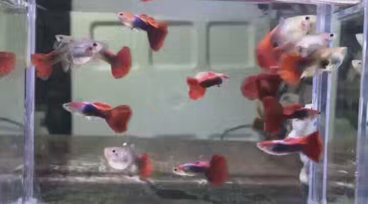 孔雀鱼纯种巴西红扇鱼室繁殖巴西红扇成鱼自来水养大买十送五对包