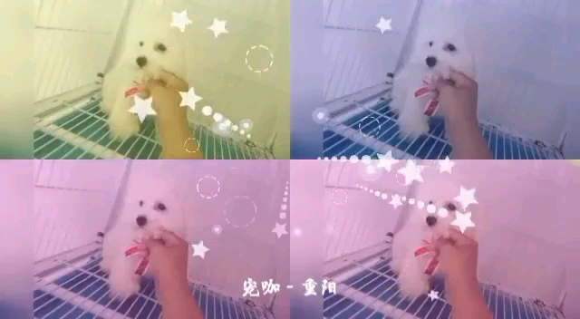 比熊