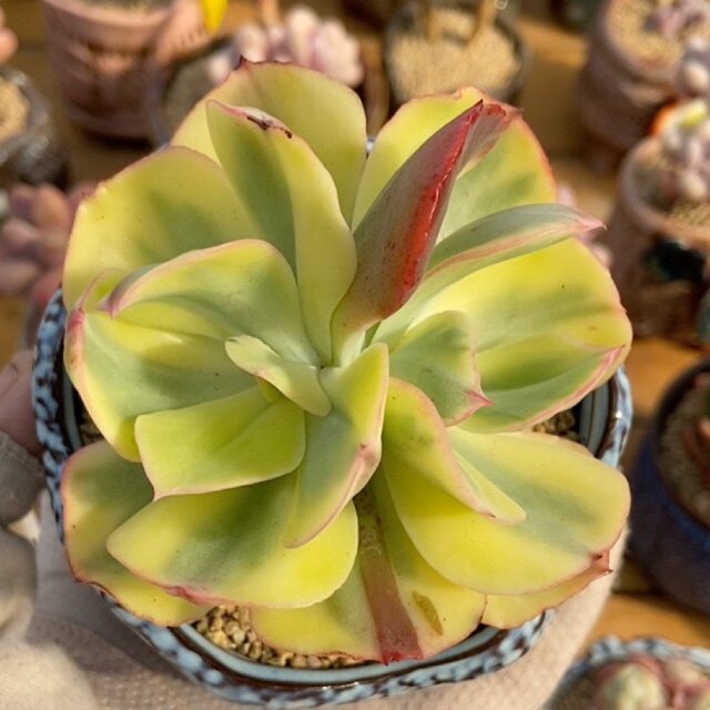 靓馨花卉夕阳牡丹锦双头带杆子,不带盆