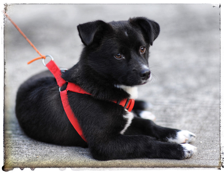 东北地区求购1-2个月大中华田园犬，要求和图片接近的，公狗首