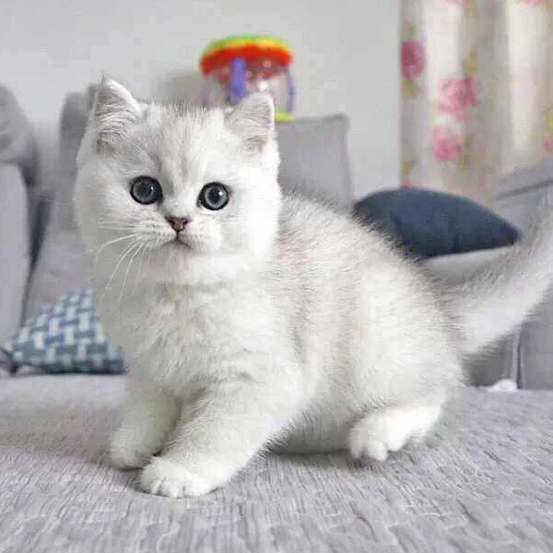 英短领养银渐层猫咪免费银点渐层蓝猫蓝白英短美短纯种