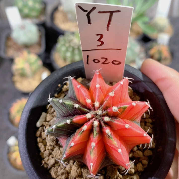 精品肋骨yt31020秒杀多肉植物