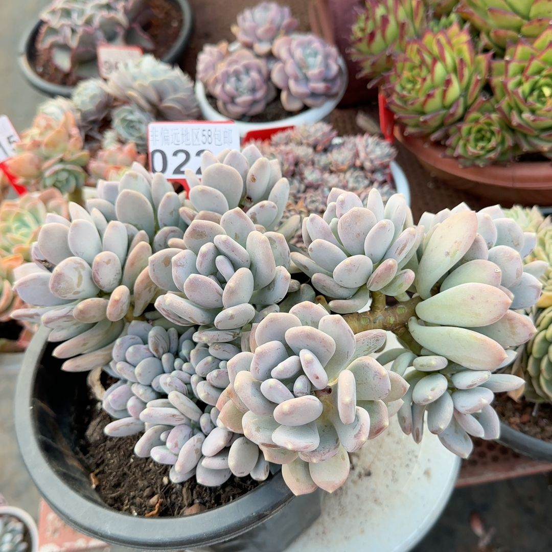 00淘宝新品一物一拍多肉40 包邮b435 稻田姬已售0￥19.9折后价￥19.