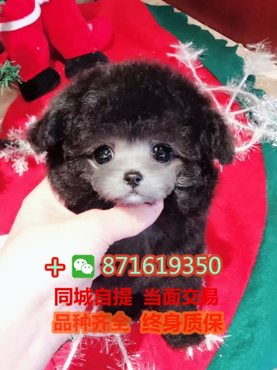 灰泰迪灰泰迪犬灰泰迪幼犬宠物狗狗狗茶杯犬俊介小型犬泰迪比熊