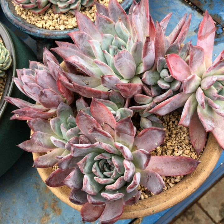 布兰迪多肉植物