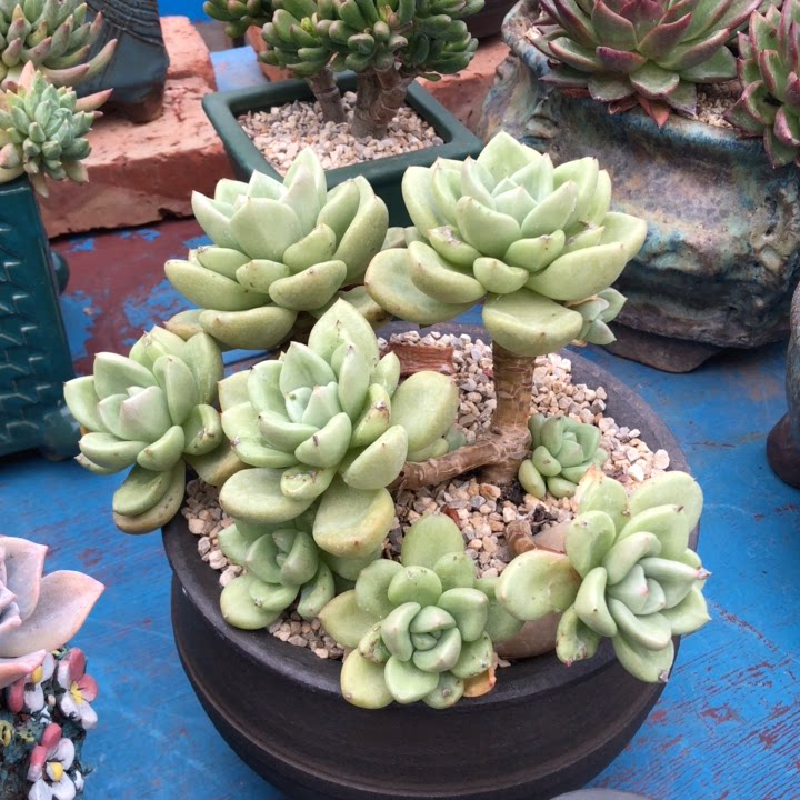 榴夏精品多肉奶油鳄梨多肉植物