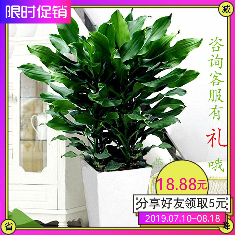 室内耐阴花卉盆栽植物