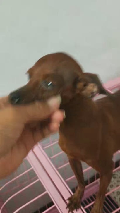 小鹿犬