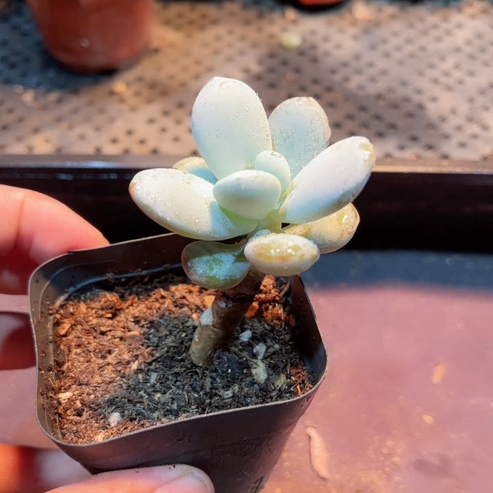 20多肉38包邮雪美人9