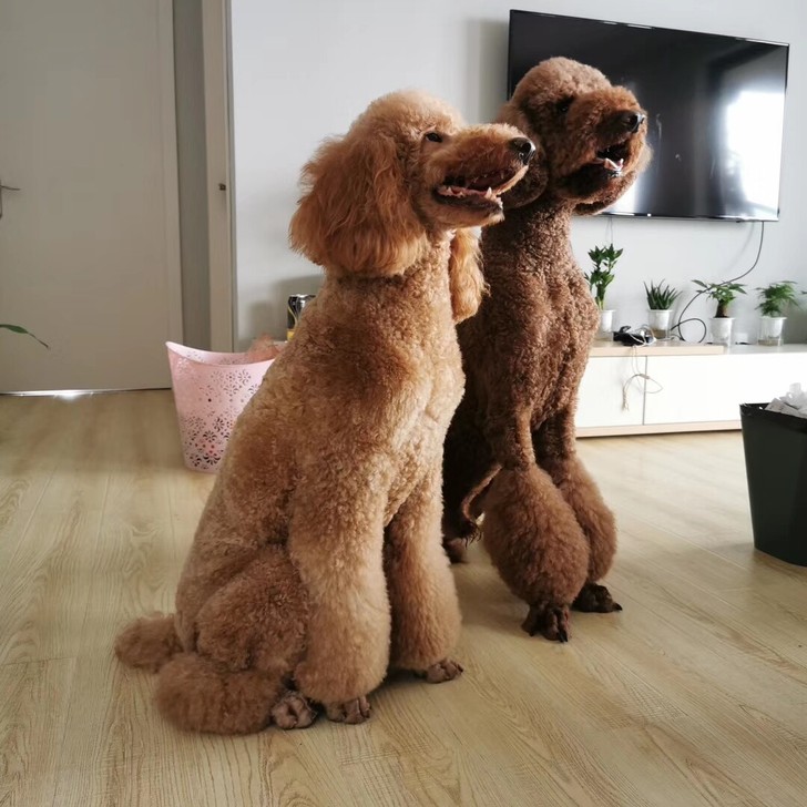 浙江杭州巨贵浙江巨型贵宾犬巨型比熊犬进群