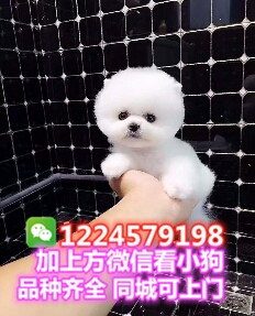 博美博美幼犬拉布拉多法斗雪纳瑞约克夏金毛柯基泰迪比熊柴犬