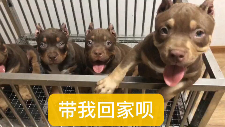 3个月恶霸犬