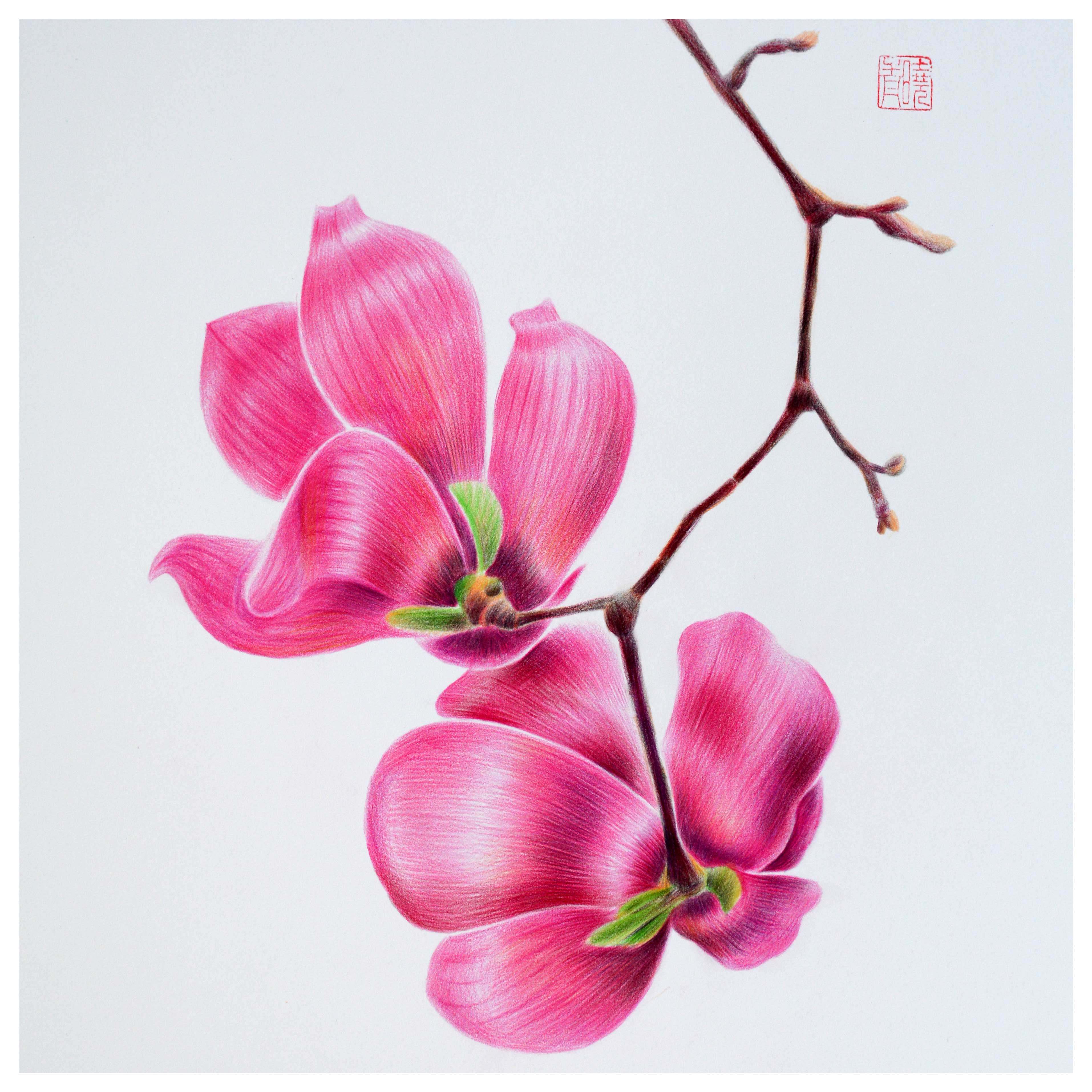 客厅装饰彩铅画陈晓青《玉兰花》素描