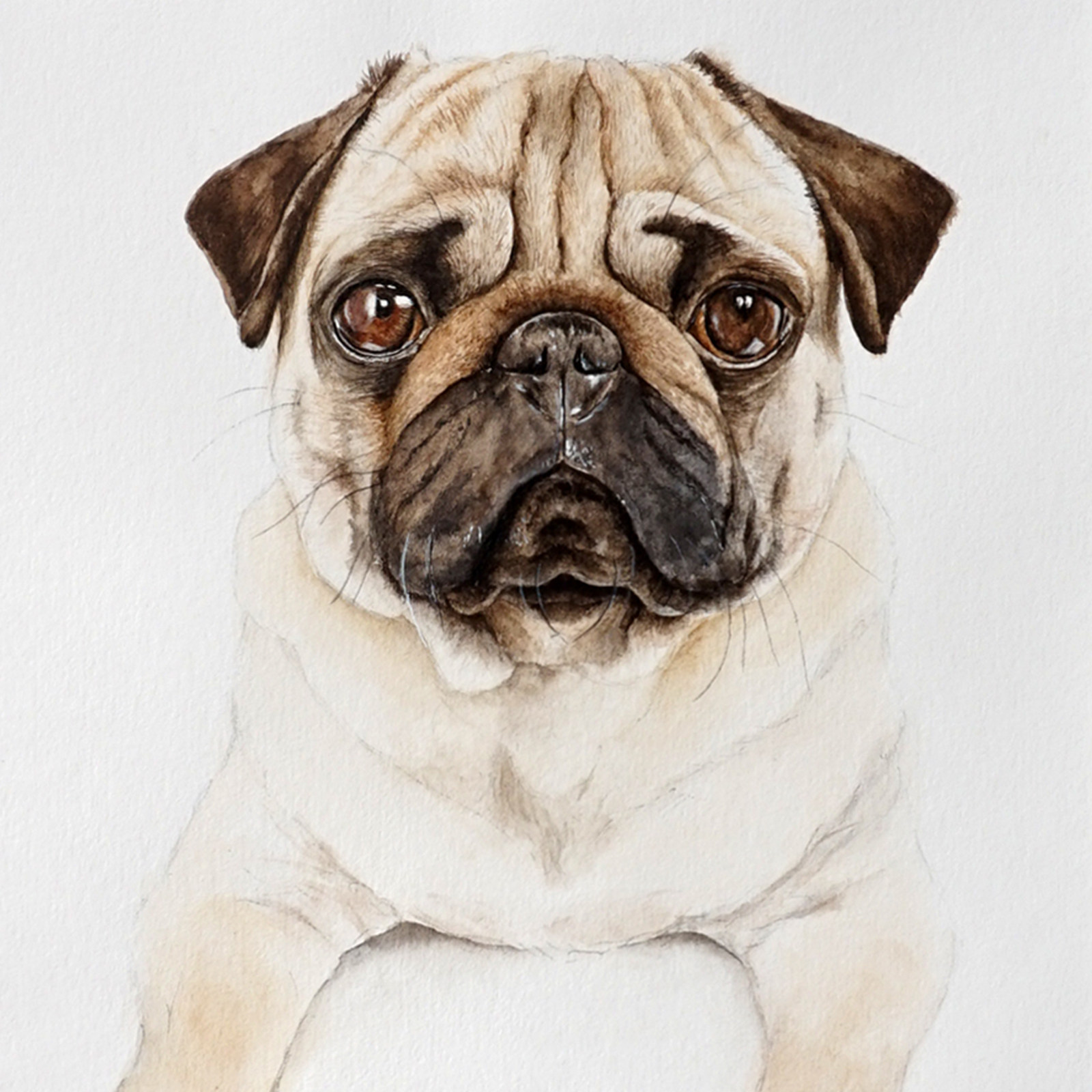 王玉伟《巴哥犬》纸本水彩已装裱