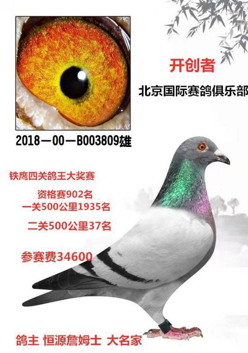 开创者北京国际赛鸽俱乐部