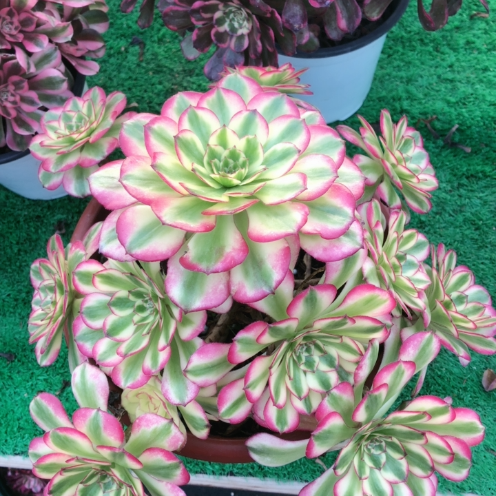 精品法师一物一拍舞天姬