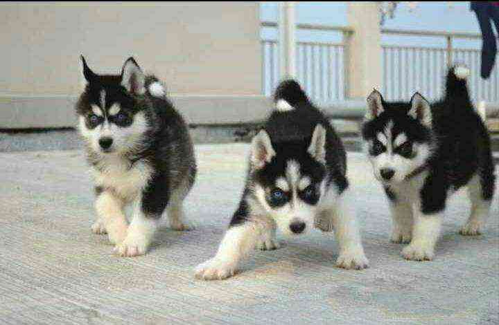 领养宠物免费哈士奇犬领养哈士奇幼犬二哈雪橇犬