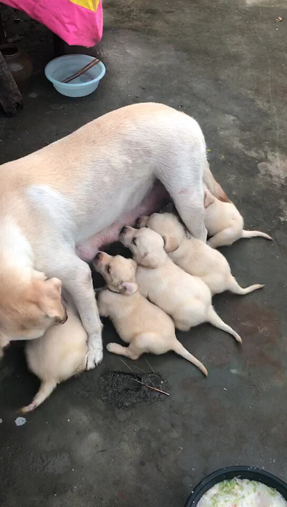 拉布拉多幼犬出售