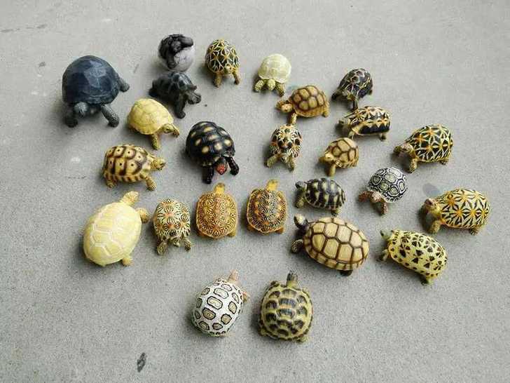 闲置龟壳模型，看好了是龟壳龟壳不是龟，品种多有手把件摆件算卦