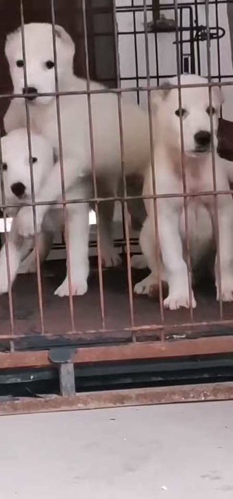 中亚牧羊犬