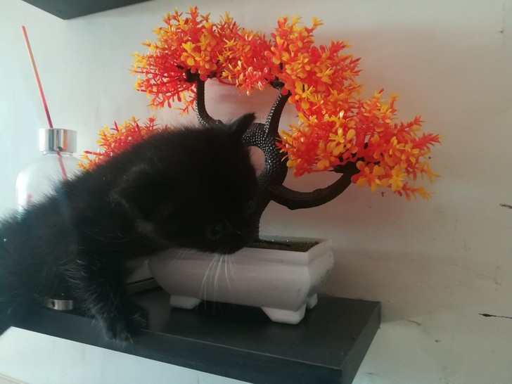 黑猫孟买猫宠物猫英短猫领养