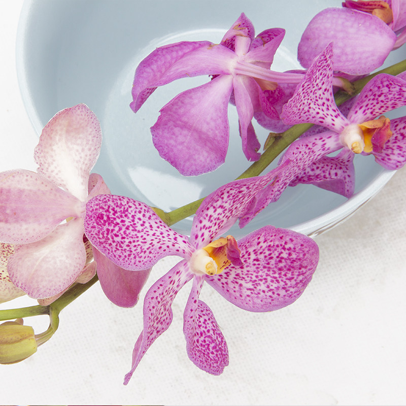 12/10限量10束10支/束泰国进口a级优质粉色洋兰