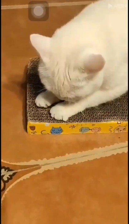 猫抓板磨抓器磨抓板