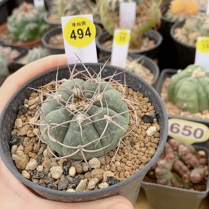 热力来袭33号宝贝实生摩天天龙5cm多肉植物