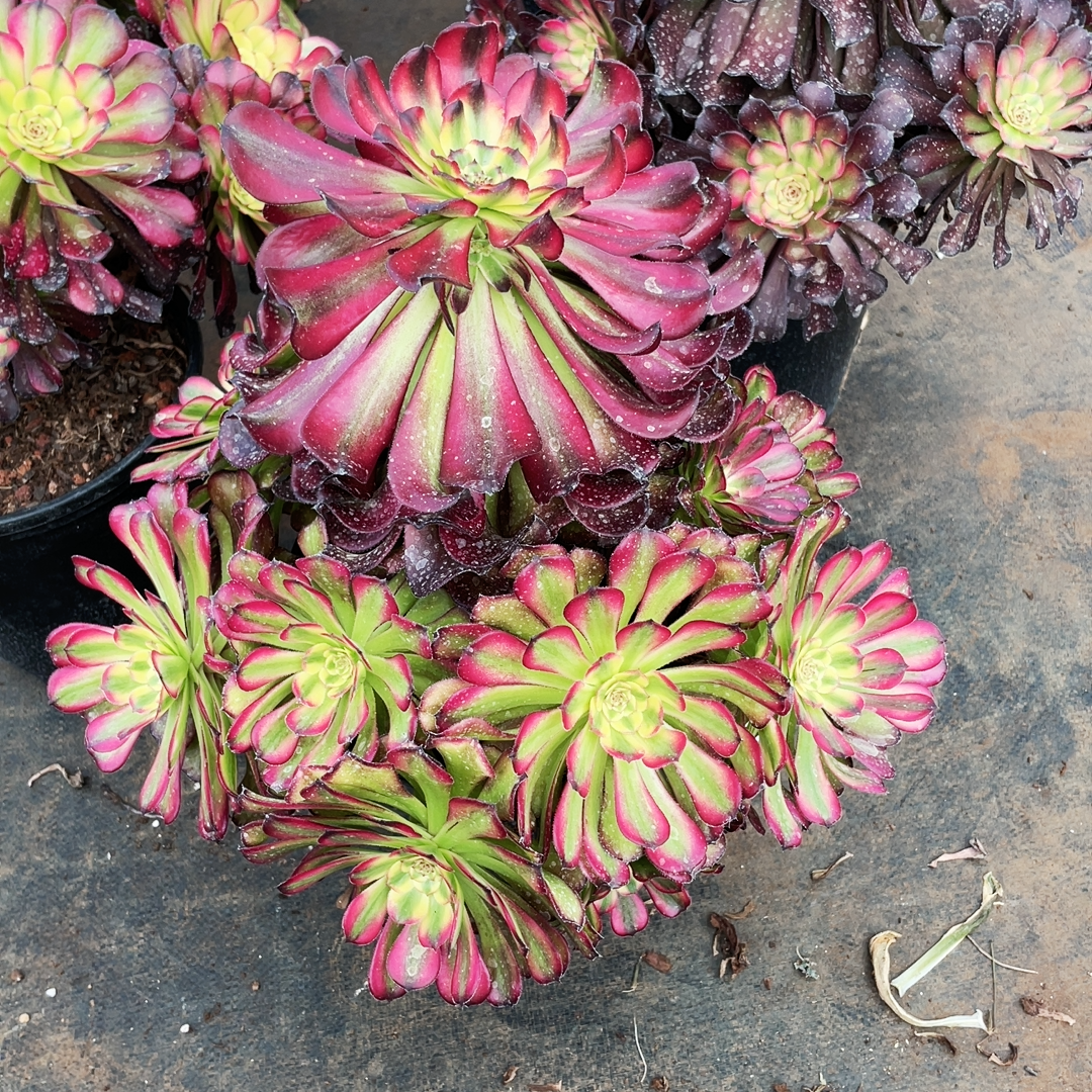 云南法师锦清棚铜雀台舞天姬阴阳