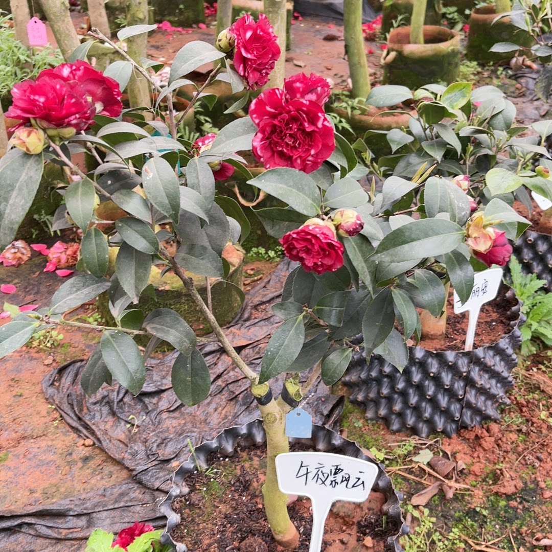 午夜飘云双叉3刀母本壮苗绿植