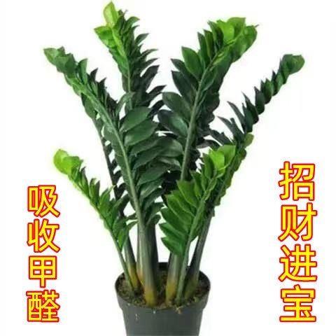 【基地直销】金钱树盆栽植物室内钱串子招财客厅绿植花卉四季常青