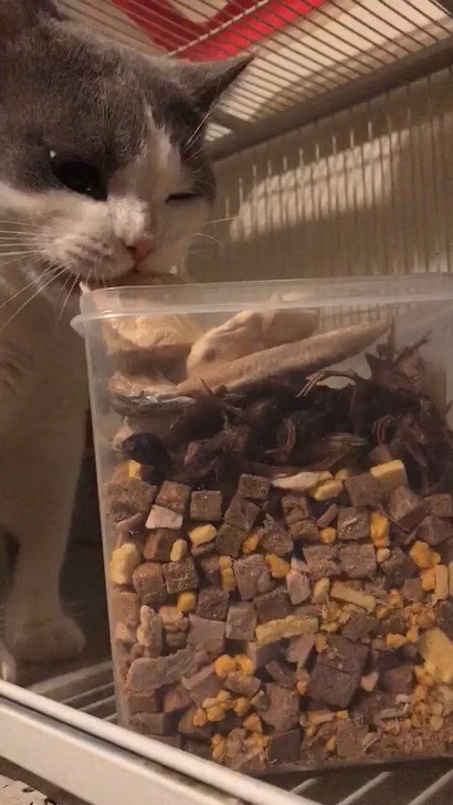 宠物猫狗通用冻干1斤装