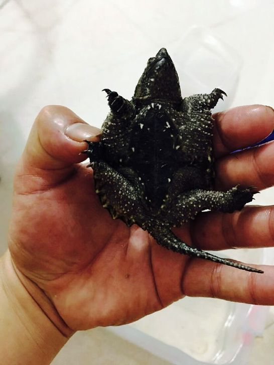 2019年黑佛鳄苗2号刺靓大吃比非洲人还要黑有兴趣联系