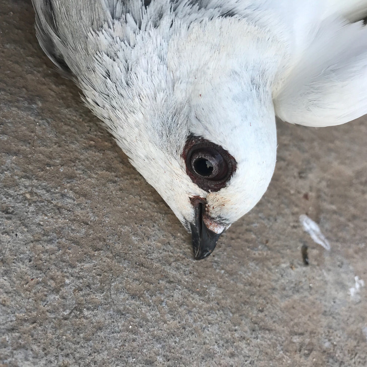 国血鸽杨阿腾粉灰鸽高飞鸽